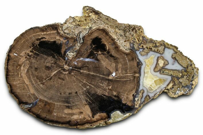Petrified Wood (Schinoxylon) Round - Blue Forest, Wyoming #377559
